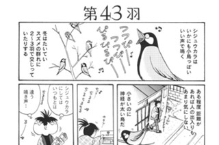 第４３羽 표지