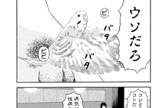 第６６話 「セキセイインコ２」 표지