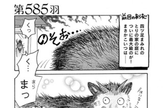 第５８５羽 표지