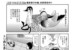 第９０１羽 표지