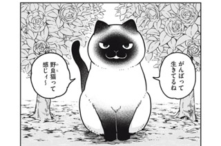第９話 流しの猫 ペルティ 표지
