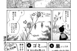 第７３６羽 표지
