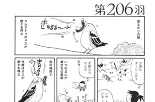 第２０６羽 표지