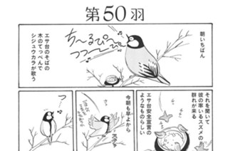 第５０羽 표지
