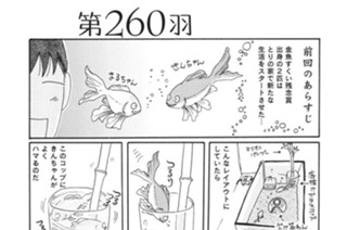 第２６０羽 표지