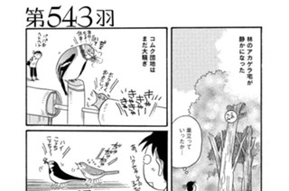 第５４３羽 표지