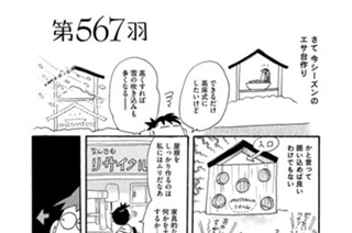 第５６７羽 표지