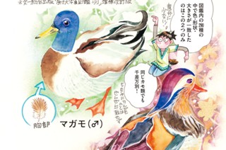 第８９８羽 표지