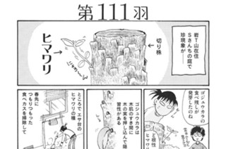 第１１１羽 표지