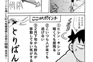 第７２４羽 표지