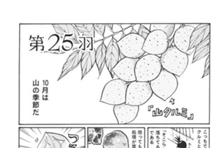 第２５羽 표지