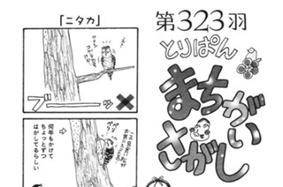 第３２３羽 표지