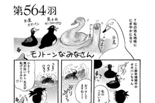 第５６４羽 표지