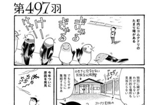 第４９７羽 표지
