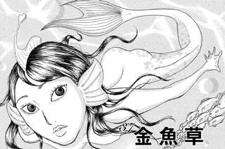 37화 ３７ 金魚草 ＫＩＮＧＹＯＳＯＵ 표지
