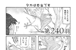 第２４０羽 표지