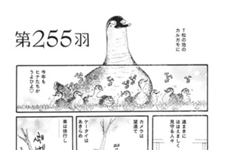 第２５５羽 표지