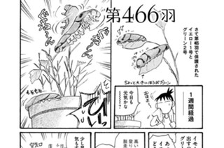 第４６６羽 표지