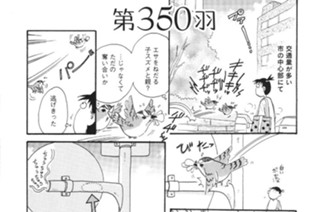 第３５０羽 표지