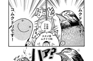 第４９４羽 표지
