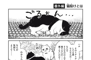 31화 番外編17 표지