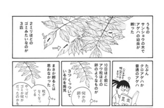 第６２羽 표지