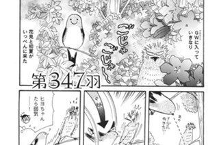 第３４７羽 표지