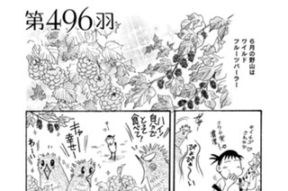 第４９６羽 표지