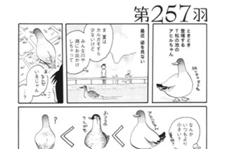 第２５７羽 표지