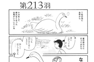 第２１３羽 표지