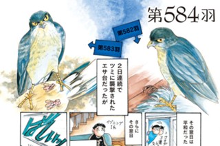 第５８４羽 표지