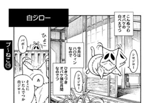 プ〜ねこ（１１６） 白ジロー 표지