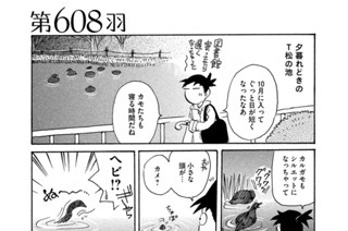 第６０８羽 표지