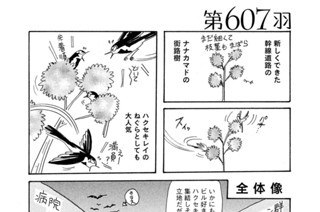 第６０７羽 표지