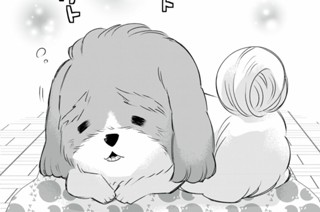 第3話-2 私の息子は79歳｜シーズー(オス) 표지
