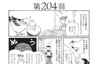 第２０４羽 표지