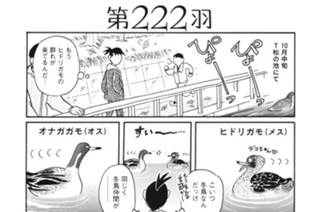 第２２２羽 표지