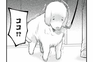 第4話-3 私の娘は79歳｜スタンダードプードル×ラブラドールレトリバー(メス) 표지