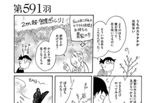 第５９１羽 표지