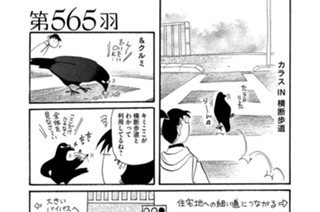 第５６５羽 표지