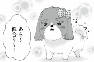 第3話-1 私の息子は79歳｜シーズー(オス) 표지