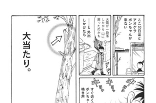 第４１羽 표지