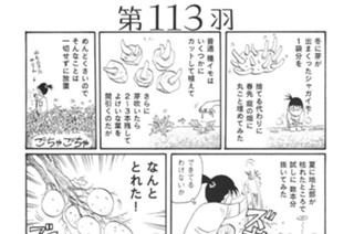 第１１３羽 표지