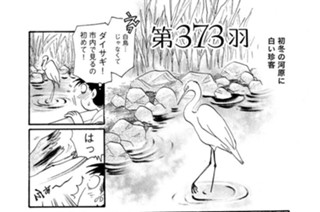第３７３羽 표지