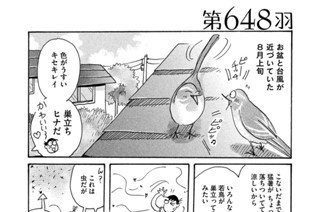 第６４８羽 표지