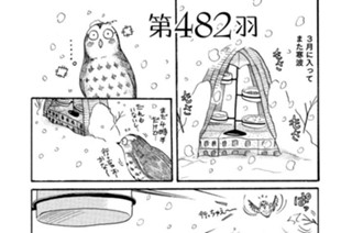 第４８２羽 표지