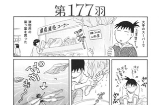 第１７７羽 표지