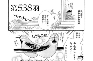 第５３８羽 표지