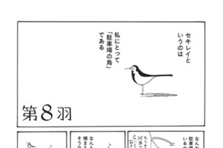 第８羽 표지