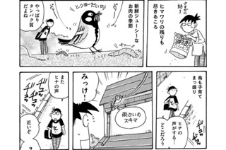 第７３３羽 표지